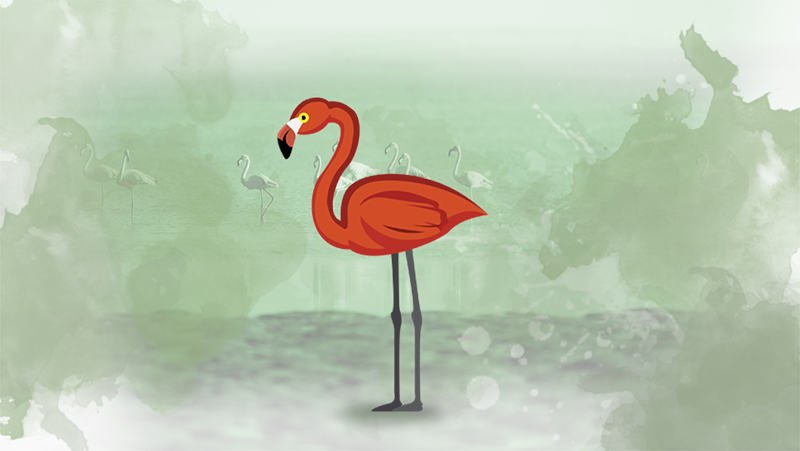 Flamingo