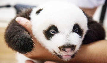 Rare panda triplets open their eyes for first time