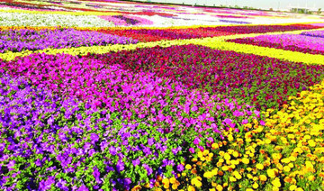 Yanbu flower and gardens festival fascinates visitors