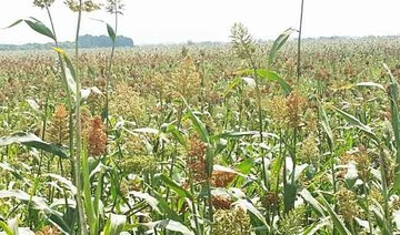 Urban growth, increase in livestock encroach on desert vegetation in Kingdom