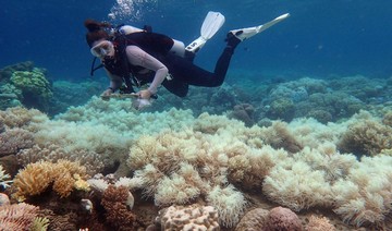 'Zero recovery' for corals in back-to-back Australia bleaching