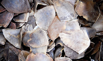 Record haul of pangolin scales seized in Malaysia