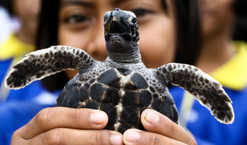 Thailand frees 1,066 turtles to celebrate King’s birthday