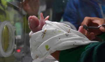 China welcomes world’s first panda born to wild and captive parents