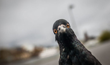 Argentina police kill drug-carrying pigeon