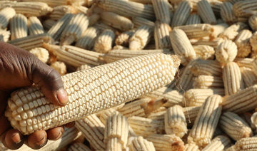 Armyworm hits northern Cameroon, worsening food crisis