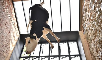 Hanging cow at Australia restaurant sparks controversy