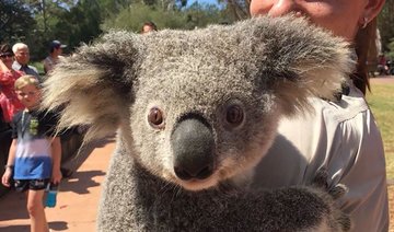 Lovelorn koala nabbed after zoo escape in hunt for mate