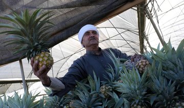 First pineapple farm opens in Gaza