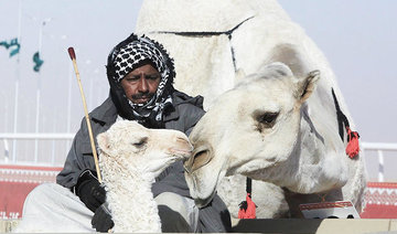 Mother camel leaves race to check on newborn in Sayaheed