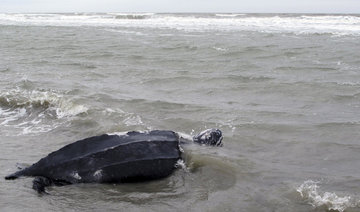 World’s largest sea turtle could come off ‘endangered’ list