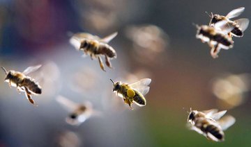 Saudi Arabia to ban import of foreign bees by 2020