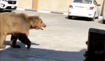 Video of bear on the loose in Basra, Iraq goes viral