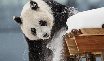 Chinese giant pandas unveiled to public in Finland