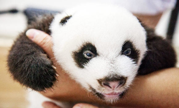 Rare panda triplets open their eyes for first time