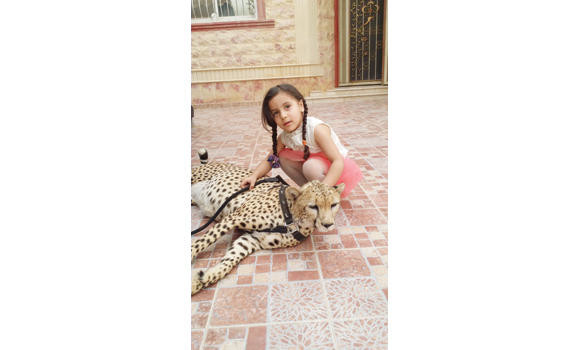 Cheetah which entered mosque is harmless & loving, says owner