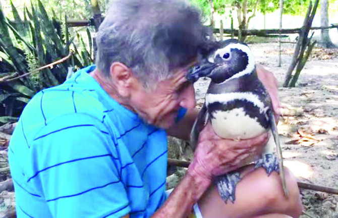 Penguin swims miles every year to meet the man who saved it