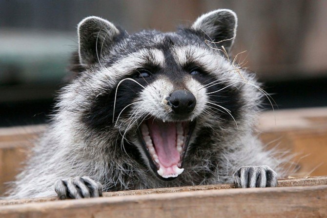 Russian zoo sues ad agency for ‘traumatizing’ raccoon in racy photo shoot