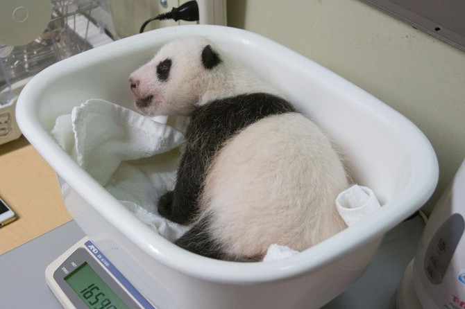 Tokyo to begin seeking names for star giant panda cub