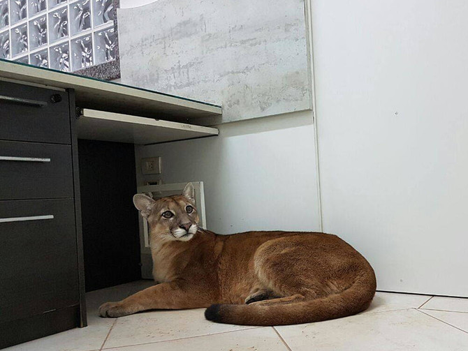 Love office cats? Then try a wild puma