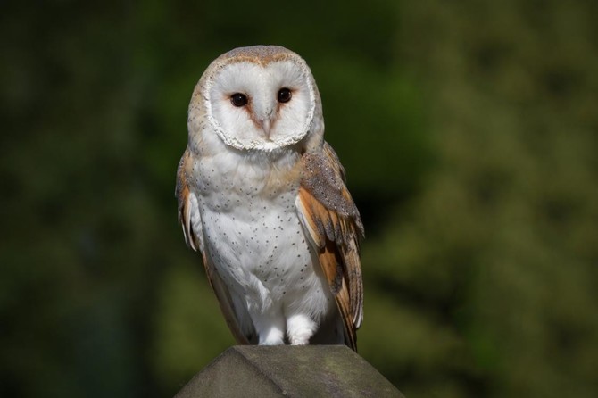 Indonesian village gives owls their jobs back