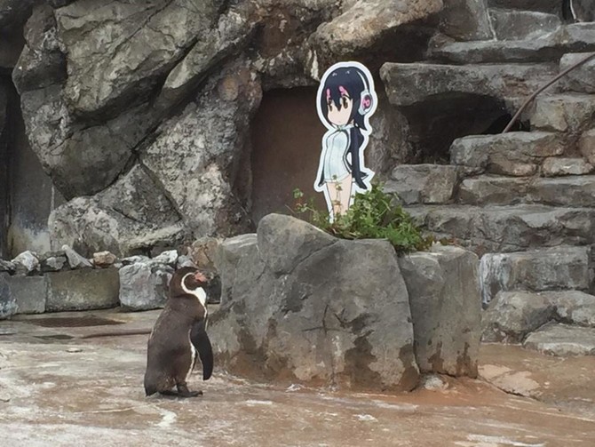 Japan zoo mourns death of love-struck penguin