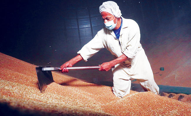 Egypt pledges to tackle wheat crisis