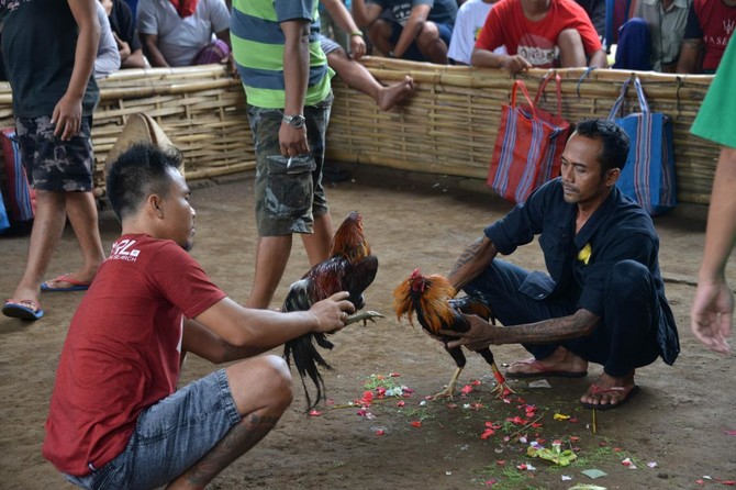 Volcanic eruptions no match for cockfighting, Bali-style