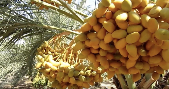 Indonesian date importers welcome zero tariff policy on Palestinian goods