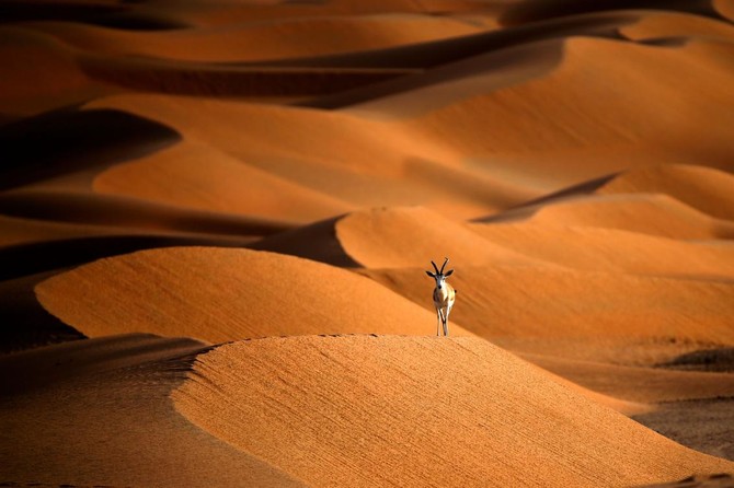 Oman opens sprawling oryx reserve to ecotourists ahead of new tourism push