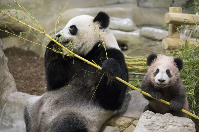 France’s first panda cub makes debut appearance