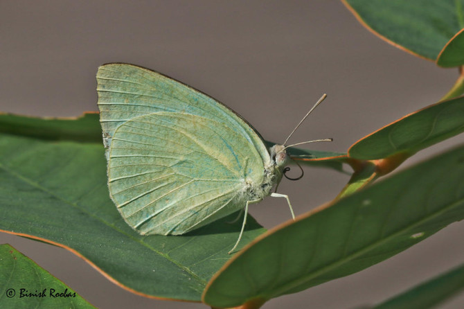 The UAE’s animal kingdom just grew after the discovery of two new species