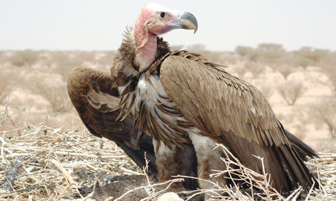 Saudi Wildlife Authority: Vulture population threatened by human impact