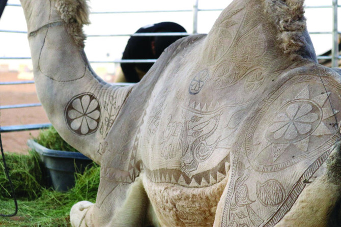 Camels at National festival get stylish haircuts