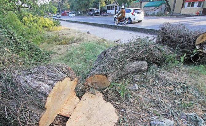 Smog fears as Islamabad’s trees are sacrificed