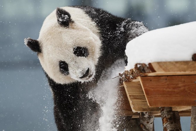 Chinese giant pandas unveiled to public in Finland