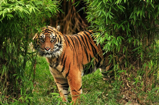 Rumble in the jungle: Mother bear fights off Indian tiger