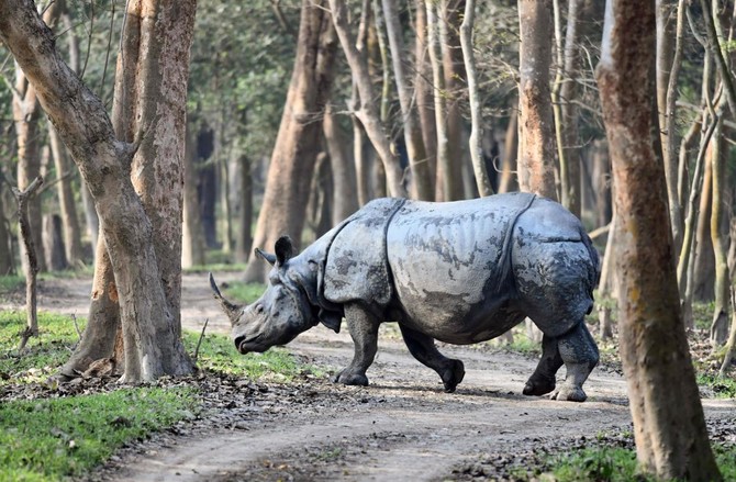 Indian wildlife sanctuary sees jump in one-horned rhinos