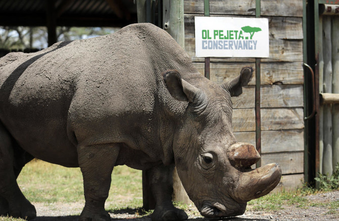 Sudan, the world’s last male northern white rhino, dies aged 45 